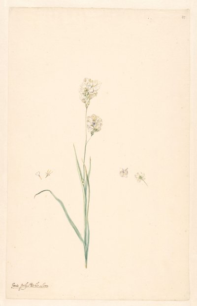 Zweig von Ixia olystachya mit Details von Stempel und Blume von Anonymous