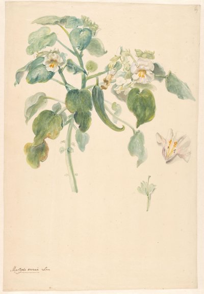 Zweig einer weißen Katzenkralle mit Details von Stempel und Blume von Anonymous