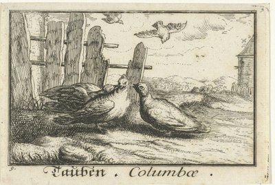 Zwei Tauben bei einem Zaun (Tauben, Columbae) von Anonymous