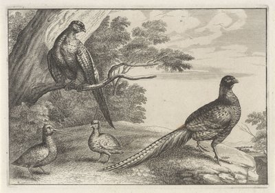 Vier Vögel von Anonymous