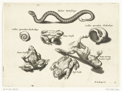 Wasserschlange, Frösche und Kröten (Libelivs varia Genera piscium complectens) von Anonymous