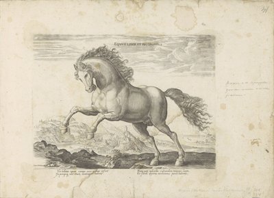 Wildes Pferd von Anonymous