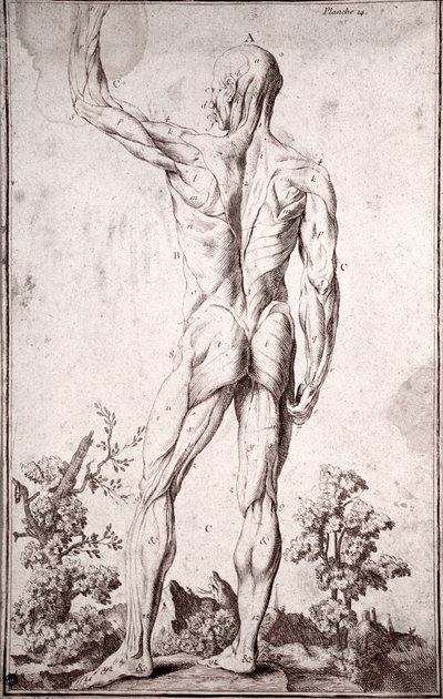 Anatomische Studie des menschlichen Muskelsystems (Gravur) von Anonymous Anonymous