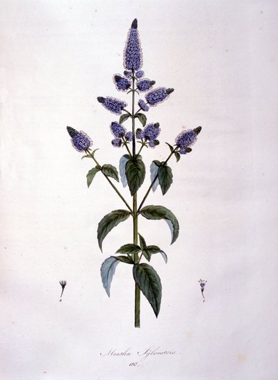 Botanische Tafel: Wilde Minze (Mentha sylvestris). Gravur des 19. Jahrhunderts von Anonymous Anonymous