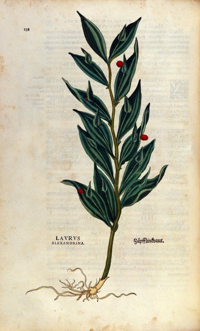 Botanische Tafel: Laurus Alexandrina (Alexandriner Lorbeer). Gravur in „Historia Stirpium“ von Leonhart Fuchs (1501-1566), deutscher Arzt und Botaniker, Basel von Anonymous Anonymous