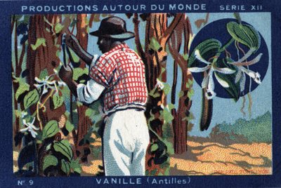 Produktionen rund um die Welt: Vanille in den Westindischen Inseln. Chromolithographie von 1933 in „Joseph-Milliat Album“ von Anonymous Anonymous