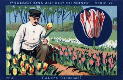 Produktionen rund um die Welt: Tulpe in Holland. Chromolithografie von 1933 im „Joseph-Milliat-Album“ von Anonymous Anonymous