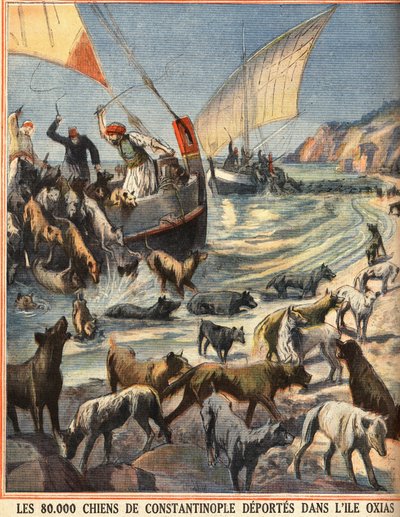 Die 80.000 streunenden Hunde von Konstantinopel (Istanbul, Türkei) werden auf die Insel Oxias gebracht. Gravur in „Le petit parisien“ am 08.07.1910. Private Sammlung. von Anonymous Anonymous