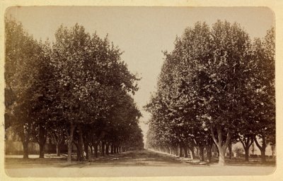 Die Stadt Marseille und ihre Umgebung um 1885-1890: der Prado, Privatsammlung von Anonymous Anonymous