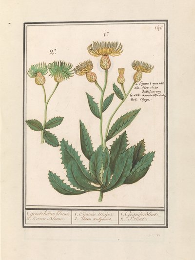 Kornblume (Centaurea) von Anselmus Boëtius de Boodt
