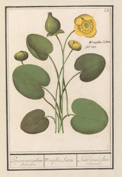 Gele Plomp (Nuphar lutea) von Anselmus Boëtius de Boodt