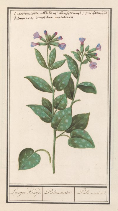 Geflecktes Lungenkraut (Pulmonaria officinalis) von Anselmus Boëtius de Boodt
