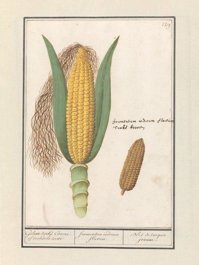 Mais (Zea mays) von Anselmus Boëtius de Boodt