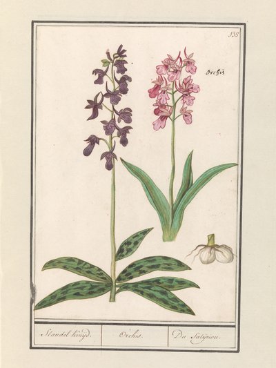 Orchidee (Orchidaceae) Standel Kruijd. / Orchis. / Du Satijrion. von Anselmus Boëtius de Boodt