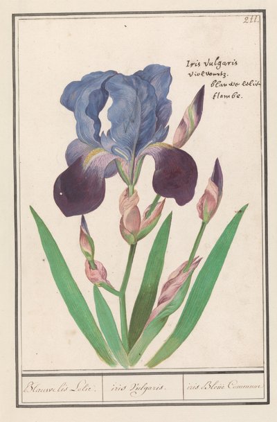Paarse Iris (Iris germanica) von Anselmus Boëtius de Boodt