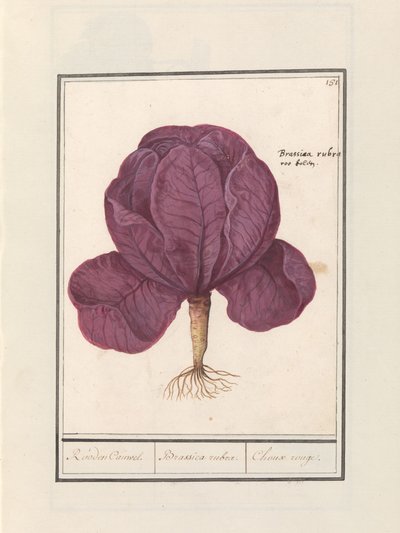 Rotkohl (Brassica oleracea convar. capitata var. rubra) von Anselmus Boëtius de Boodt