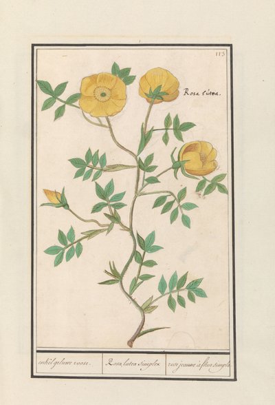 Rosa (Rosa) von Anselmus Boëtius de Boodt