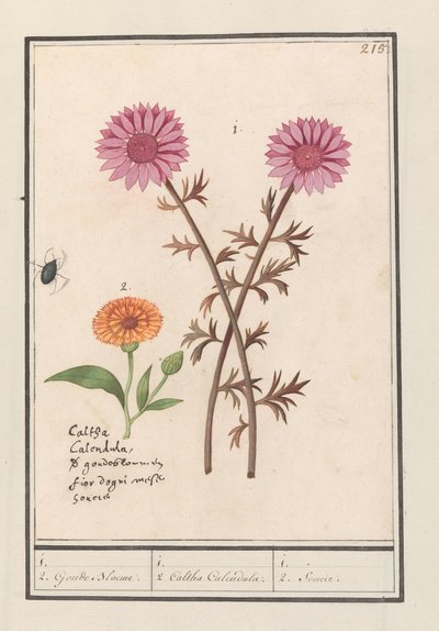 Rosa Blume (unbekannt) und Ringelblume (Calendula officinalis) von Anselmus Boëtius de Boodt