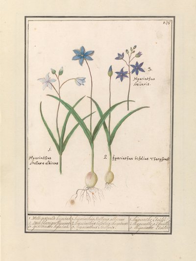 Sterhyazinthe (Scilla) von Anselmus Boëtius de Boodt