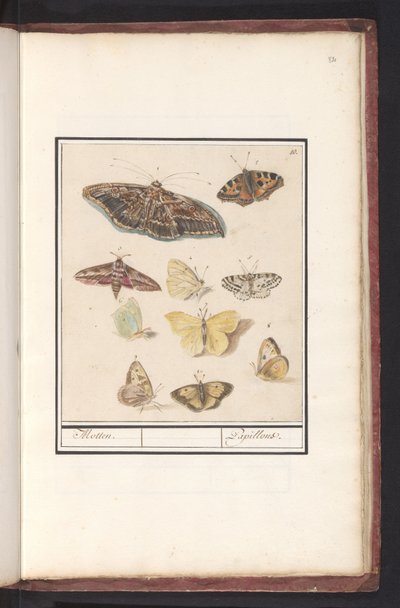Schmetterlinge und Motten von Anselmus Boëtius de Boodt