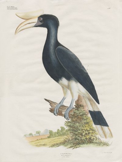 Nashornvogel von Anstalt Arnz & Co.