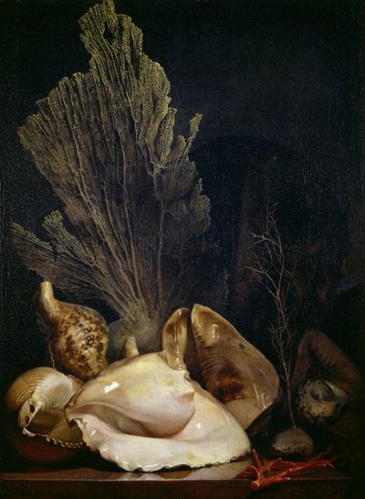 Stillleben mit Muscheln und Korallen von Antoine Berjon