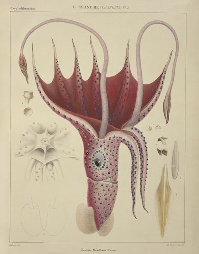 Tintenfisch, Pl.2 aus 