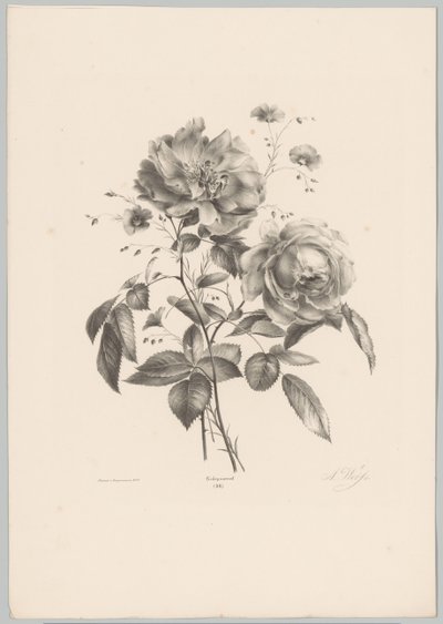 Rose und nelkenartige Blume von Anton Weiss
