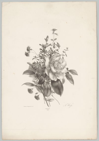 Rosen, Nelken und Fuchsien von Anton Weiss