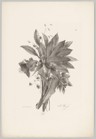Stern- und glockenförmige Blumen von Anton Weiss