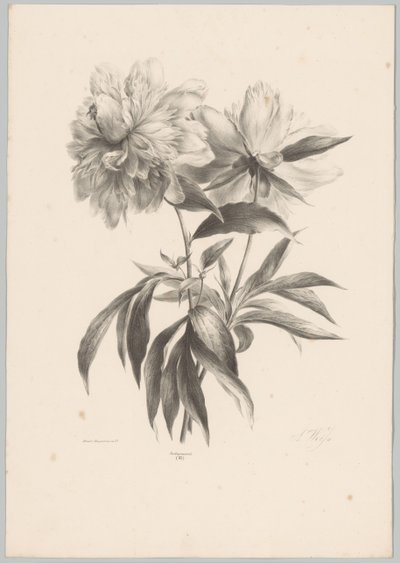 Zwei Blumen von Anton Weiss