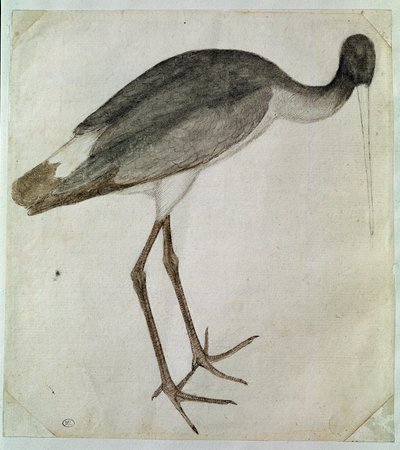 Ein schwarzer Storch, der nach rechts schaut von Antonio Pisanello