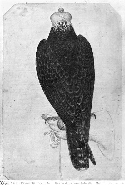 Falke auf der Hand, von hinten gesehen, aus dem Vallardi-Album von Antonio Pisanello