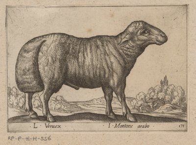 Arabisches Schaf von Antonio Tempesta