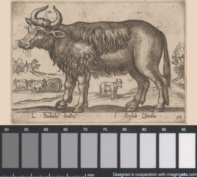 Büffel (L Bubalus Indicus, I Bufola Dindia, Tiere und Fabelwesen, Nova raccolta de li animali piu curiosi del mondo) von Antonio Tempesta