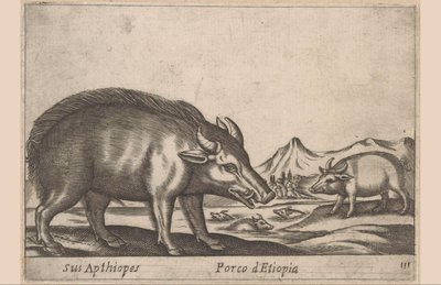 Äthiopisches Schwein von Antonio Tempesta