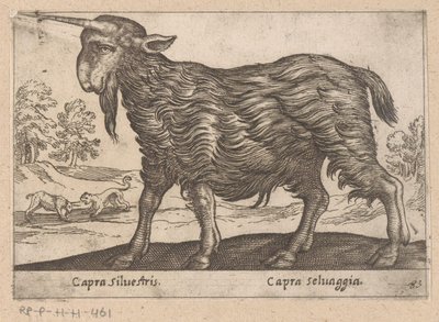 Geit mit einem Horn (Dieren en fabelwezens, Nova raccolta de li animali piu curiosi del mondo) von Antonio Tempesta