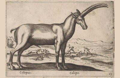 Ziegenartiges (Serie: Tiere und Fabelwesen, Nova raccolta de li animali piu curiosi del mondo) von Antonio Tempesta