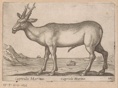 Hirsch Capreulus Marinus / Capriolo Marino (Titel auf Objekt) von Antonio Tempesta