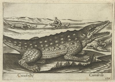 Krokodil (Tiere und Fabelwesen) von Antonio Tempesta