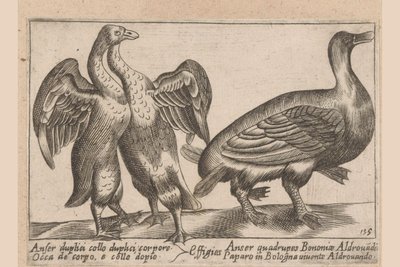 Missgestaltete Gänse von Antonio Tempesta