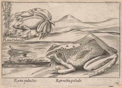 Sumpffrösche von Antonio Tempesta