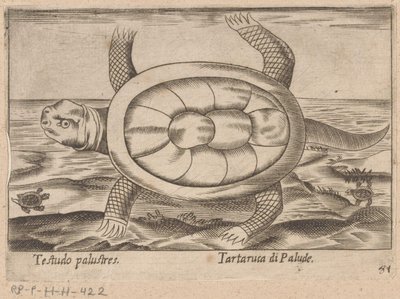 Sumpfschildkröte von Antonio Tempesta