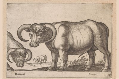 Runderen (Dieren en fabelwezens) von Antonio Tempesta