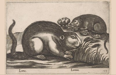 Zwei Bisamratten Lonx/ Lonza (Titel auf Objekt) Tiere und Fabelwesen (Serientitel) Nova raccolta de li animali piu curiosi del mondo (Serientitel) von Antonio Tempesta