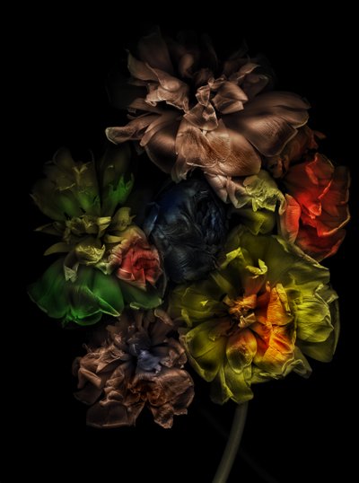 Blumen 13-1, 2025 von Antonius Antonius