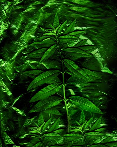 Grün-4, 2009 von Antonius Antonius