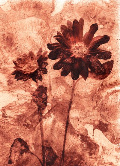 Mono-Blume von Antonius Antonius