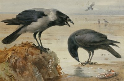 Eine Nebelkrähe und eine Aaskrähe von Archibald Thorburn