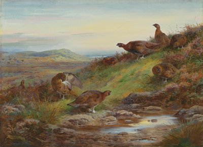 Ein Schwarm roter Moorhühner an einer Quelle von Archibald Thorburn